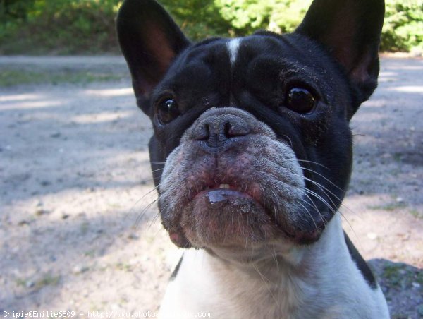 Photo de Bouledogue franais