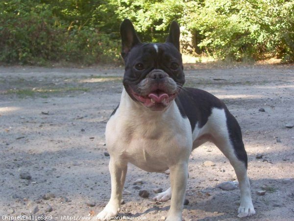 Photo de Bouledogue franais