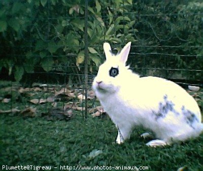 Photo de Lapin