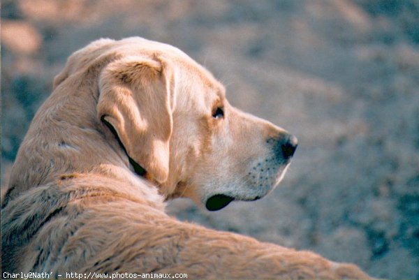 Photo de Labrador retriever