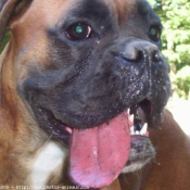 Photo de Boxer