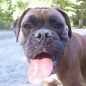 Photo de Boxer