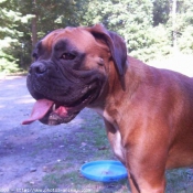 Photo de Boxer