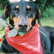 Photo de Dobermann