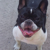 Photo de Bouledogue franais