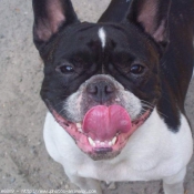 Photo de Bouledogue franais