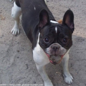 Photo de Bouledogue franais