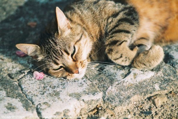 Photo de Chat domestique