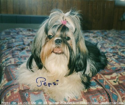 Photo de Shih tzu