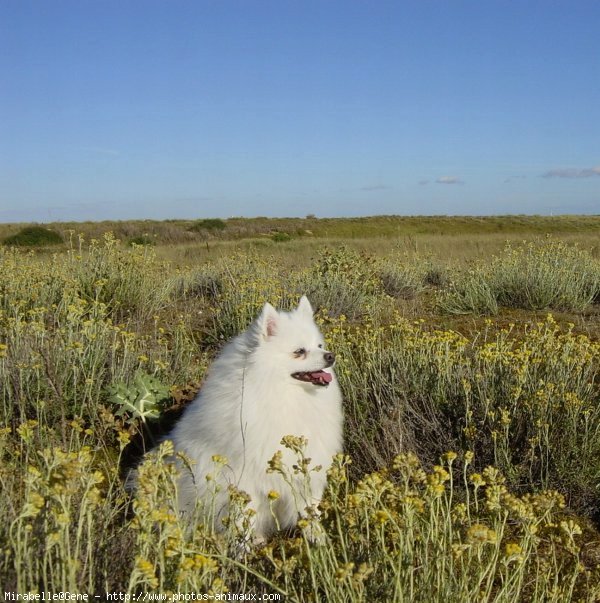 Photo de Spitz moyen