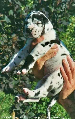 Photo de Dogue allemand