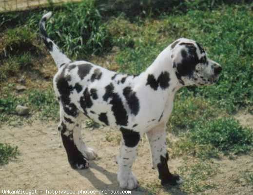 Photo de Dogue allemand