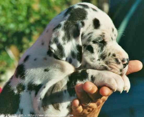 Photo de Dogue allemand