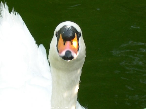 Photo de Cygne