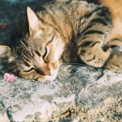 Photo de Chat domestique