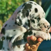 Photo de Dogue allemand