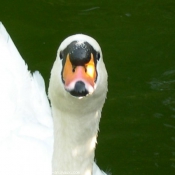 Photo de Cygne