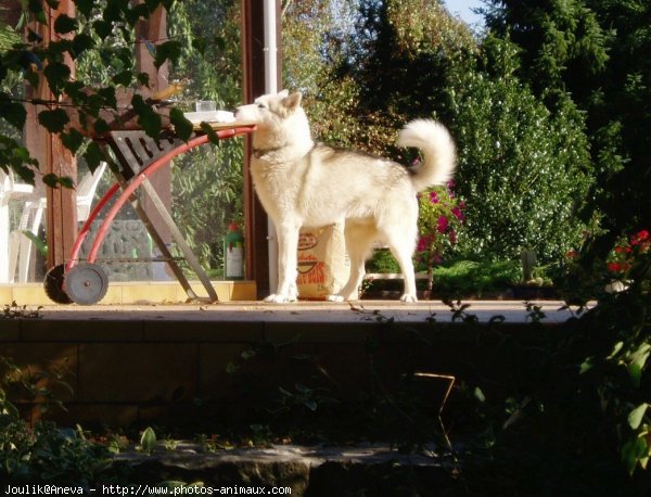 Photo de Husky siberien