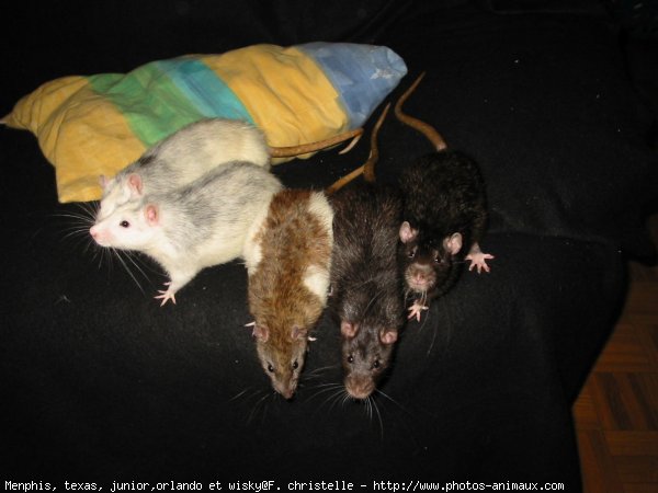 Photo de Rat