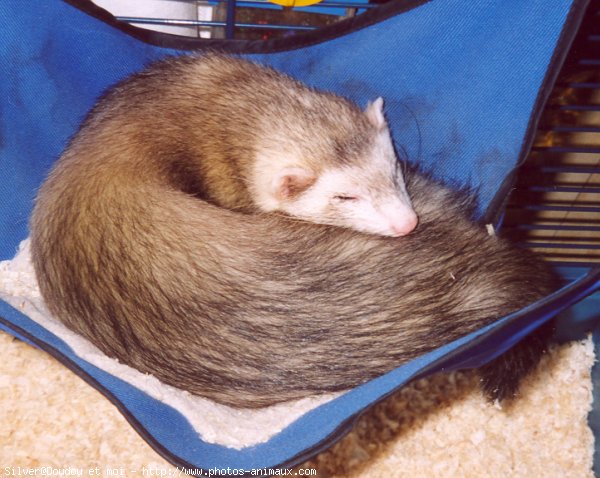 Photo de Furet