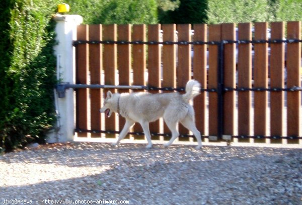 Photo de Husky siberien