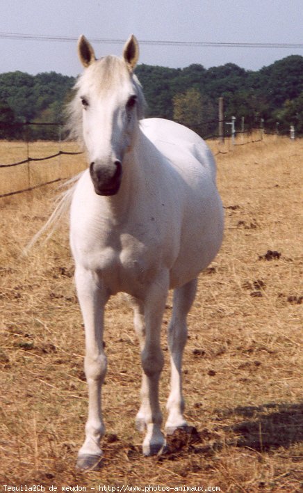 Photo de Camargue