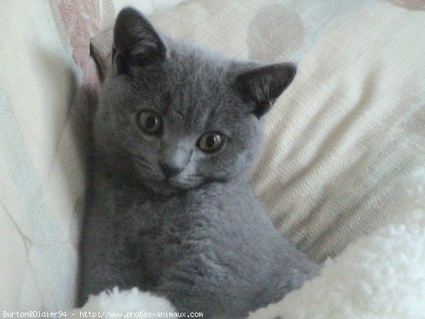 Photo de Chartreux