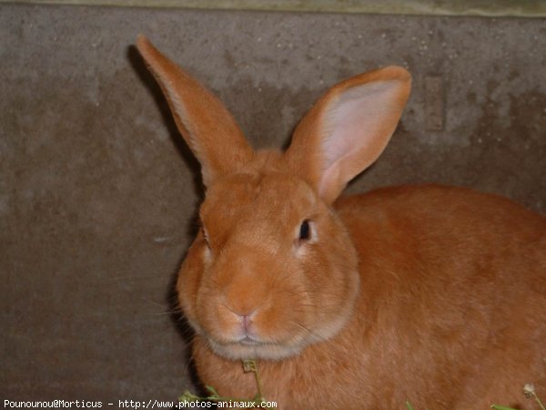 Photo de Lapin