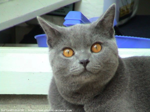 Photo de Chartreux