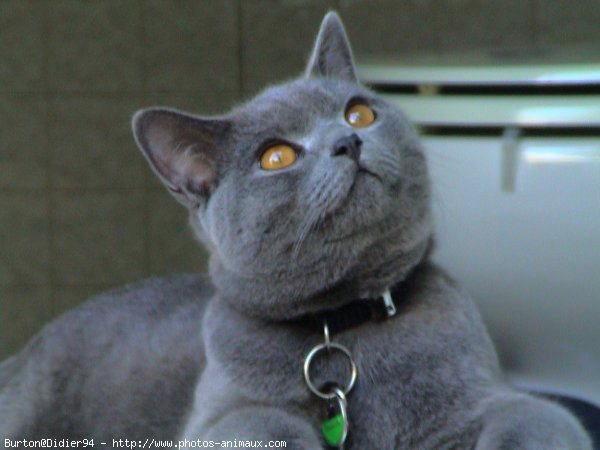 Photo de Chartreux