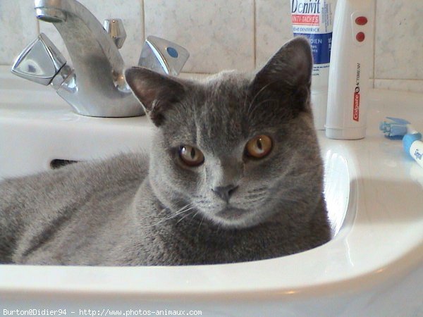 Photo de Chartreux