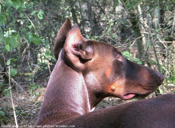 Photo de Dobermann