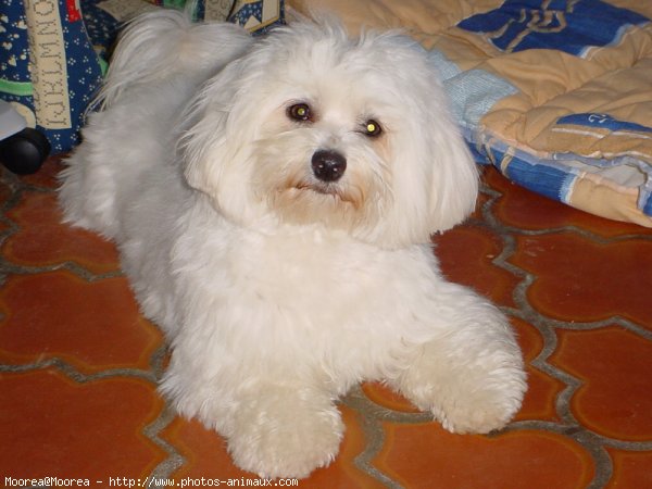 Photo de Bichon maltais