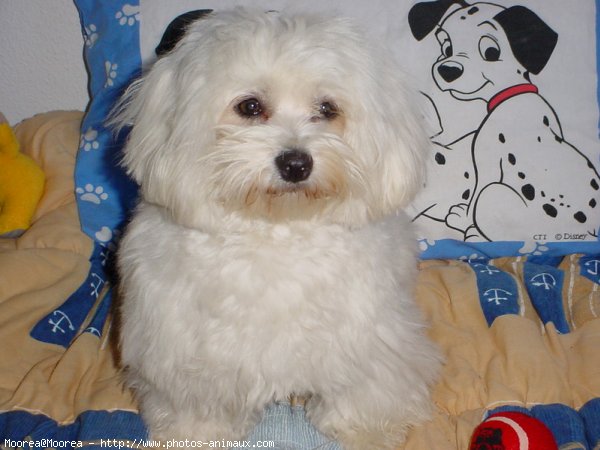 Photo de Bichon maltais