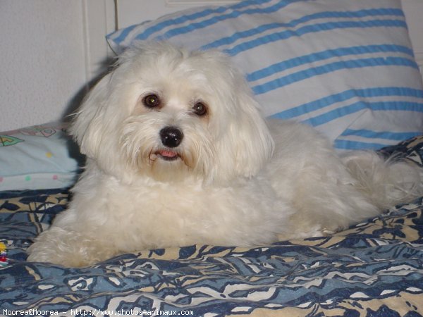 Photo de Bichon maltais