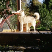 Photo de Husky siberien