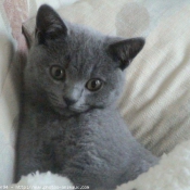 Photo de Chartreux