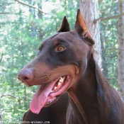 Photo de Dobermann