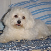 Photo de Bichon maltais