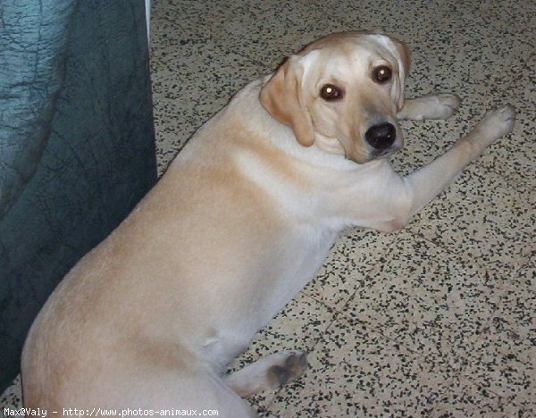 Photo de Labrador retriever