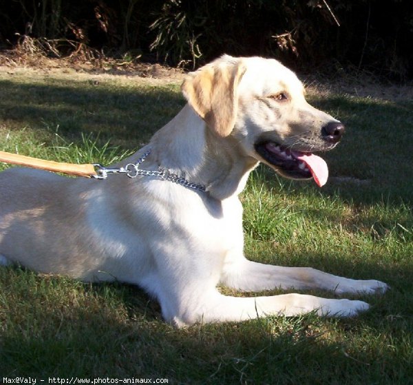 Photo de Labrador retriever