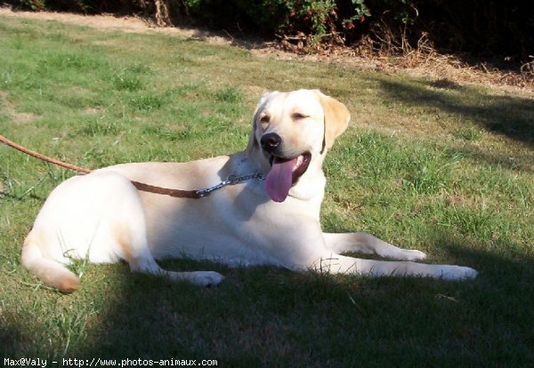 Photo de Labrador retriever