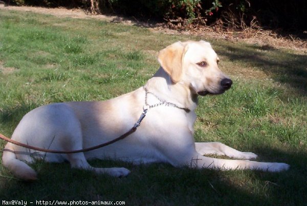 Photo de Labrador retriever