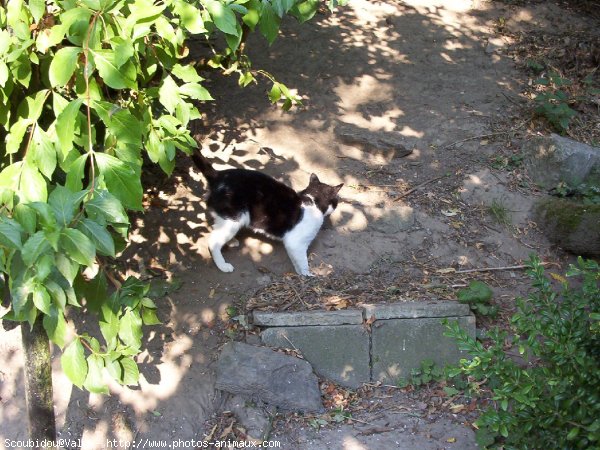 Photo de Chat domestique