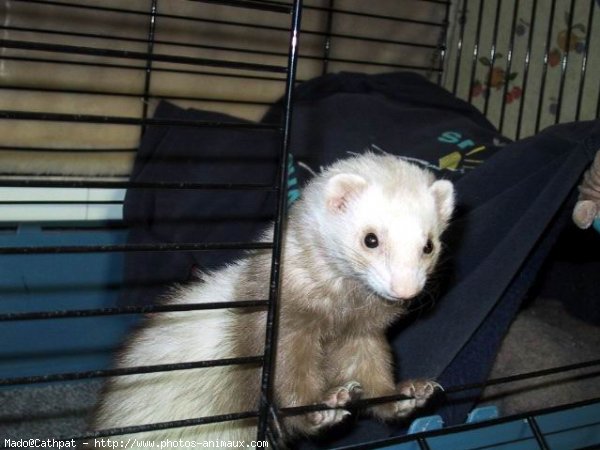 Photo de Furet