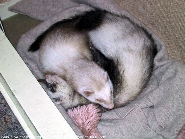 Photo de Furet