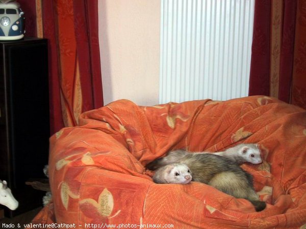 Photo de Furet