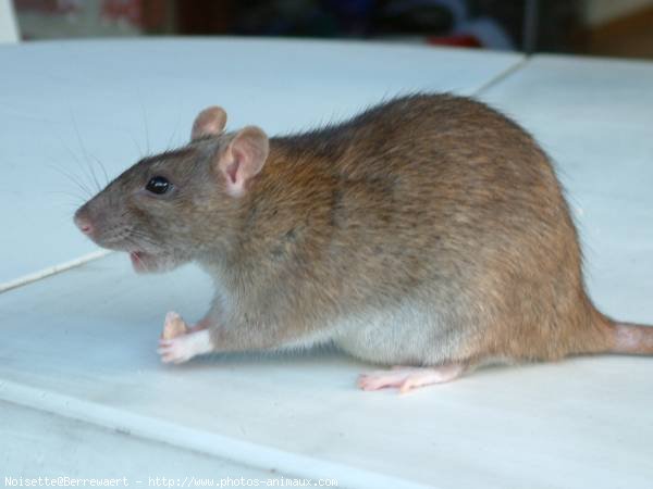 Photo de Rat