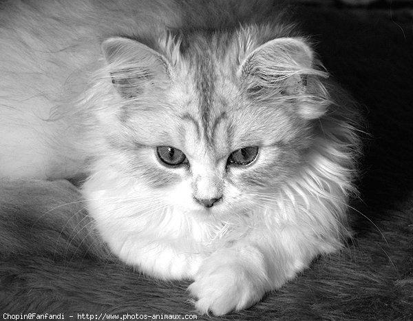 Photo de British longhair