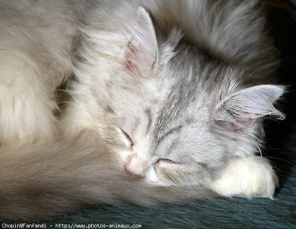 Photo de British longhair